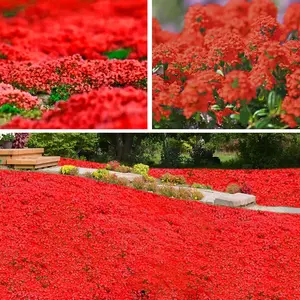 1000 Red Creeping Thyme Seeds | Perennial Aromatic Ground Cover Plant, Easy to Grow and Low Maintenance, Drought Tolerant and Pollinator Friendly, Perfect for Lawns, Gardens, Pathways, and Outdoor Landscaping