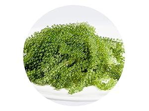 LONGEVITY Dehydrated Sea Grapes, 1.4 oz of (Pack of 2), Umibudo Green Caviar, Lato Seaweed | Enhance Health, Boosting Immune System, Valued Natural Gift From Sea (Original, 40g)
