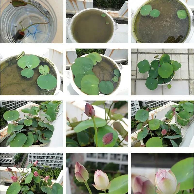 20+ pcs Mixed Colors Lotus Seeds Water Lily Flower Plant Seeds