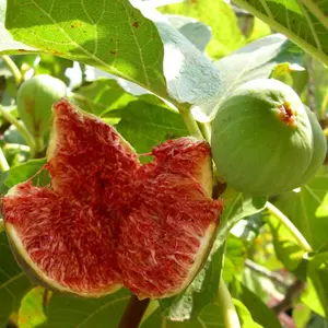 100 seeds of fig - an easy-to-care-for plant, an edible fruit plant, suitable for growing your own food in your edible organic garden