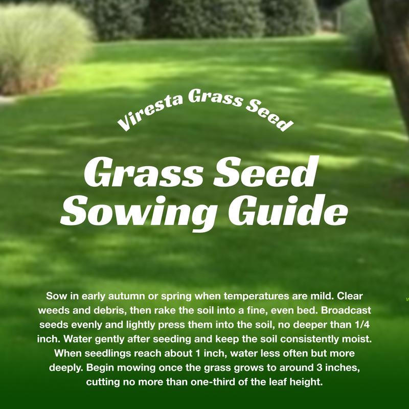 Grass Seed and Shade Grass, Grows quickly and withstands all seasons, perfect for high-quality turf and golf courses, High Germination Grass Seeds Grown in USA