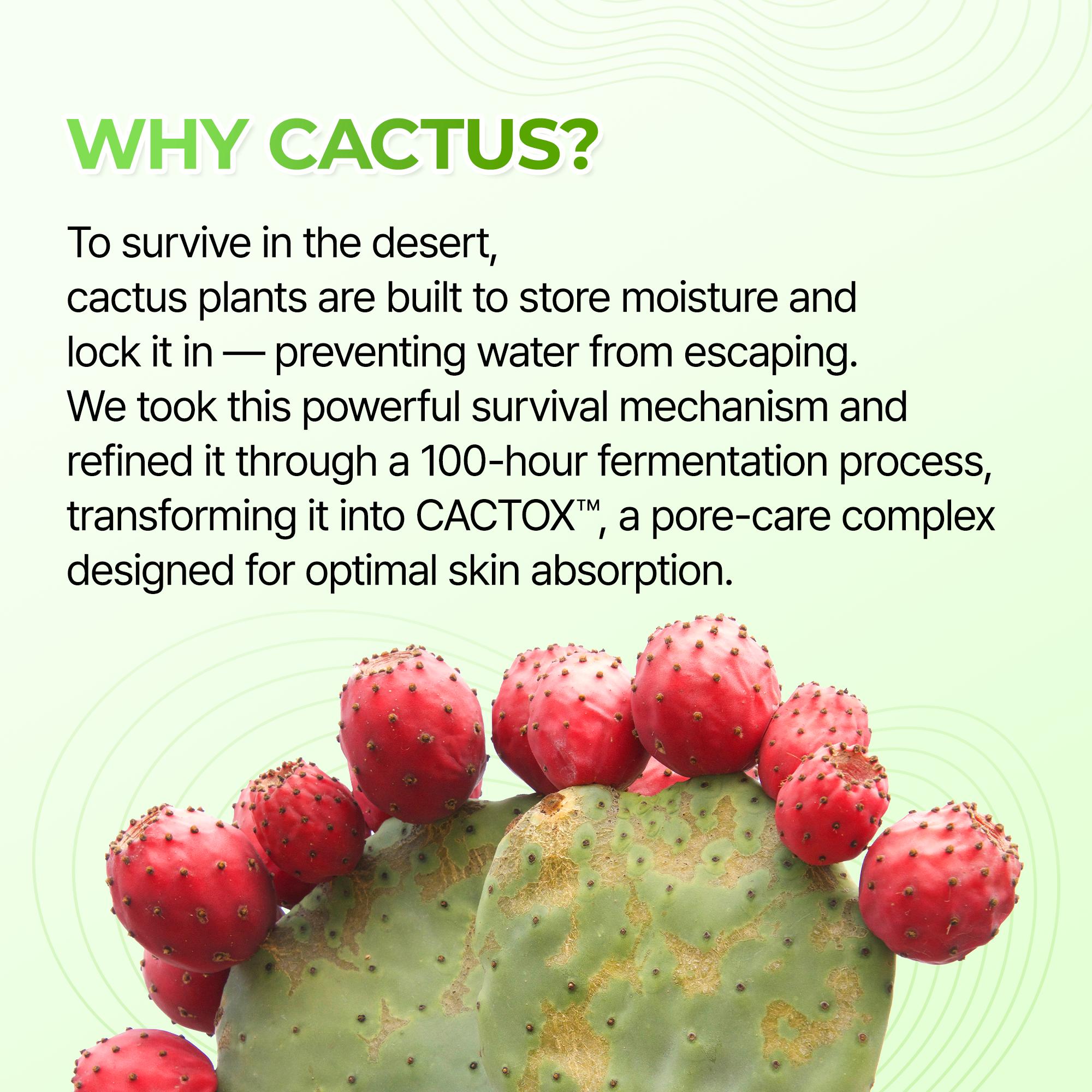 [Dr.Melaxin Official] CACTOX 3-STEP NOSE MASK PACK with AHA & PHA for Sebum Softening Pore Tightening Skin Repair 3-Step Nose Pore Pack