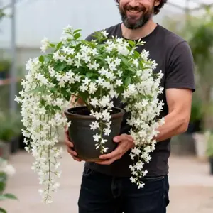 50 Non-GMO Climbing Silver Jasmine Seeds - Aromatic Evergreen, Ideal Decor Choice for Garden & Balcony