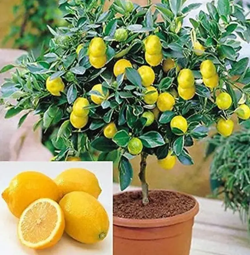 Organic Perfume Lemon Seeds (20+) – Grow Fragrant Bonsai or Full-Sized Trees in Zones 8-11