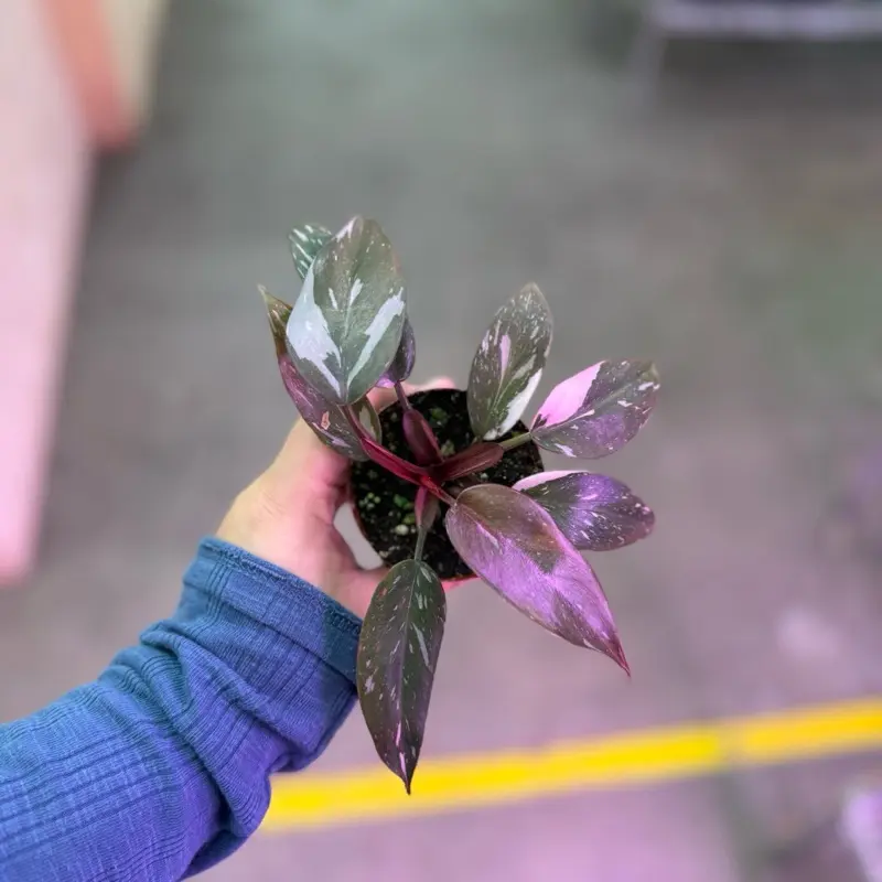 3 Philodendron pink princess - TikTok Shop
