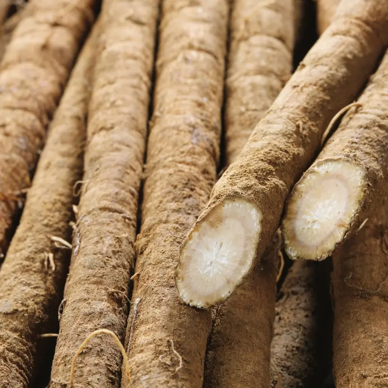 Burdock Gobo Watanabe Early Seeds (Arctium lappa) Japanese burdock variety producing long tender roots; popular in Asian cuisine and traditional herbal practices