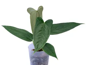 Anthurium Black Leafed Moron