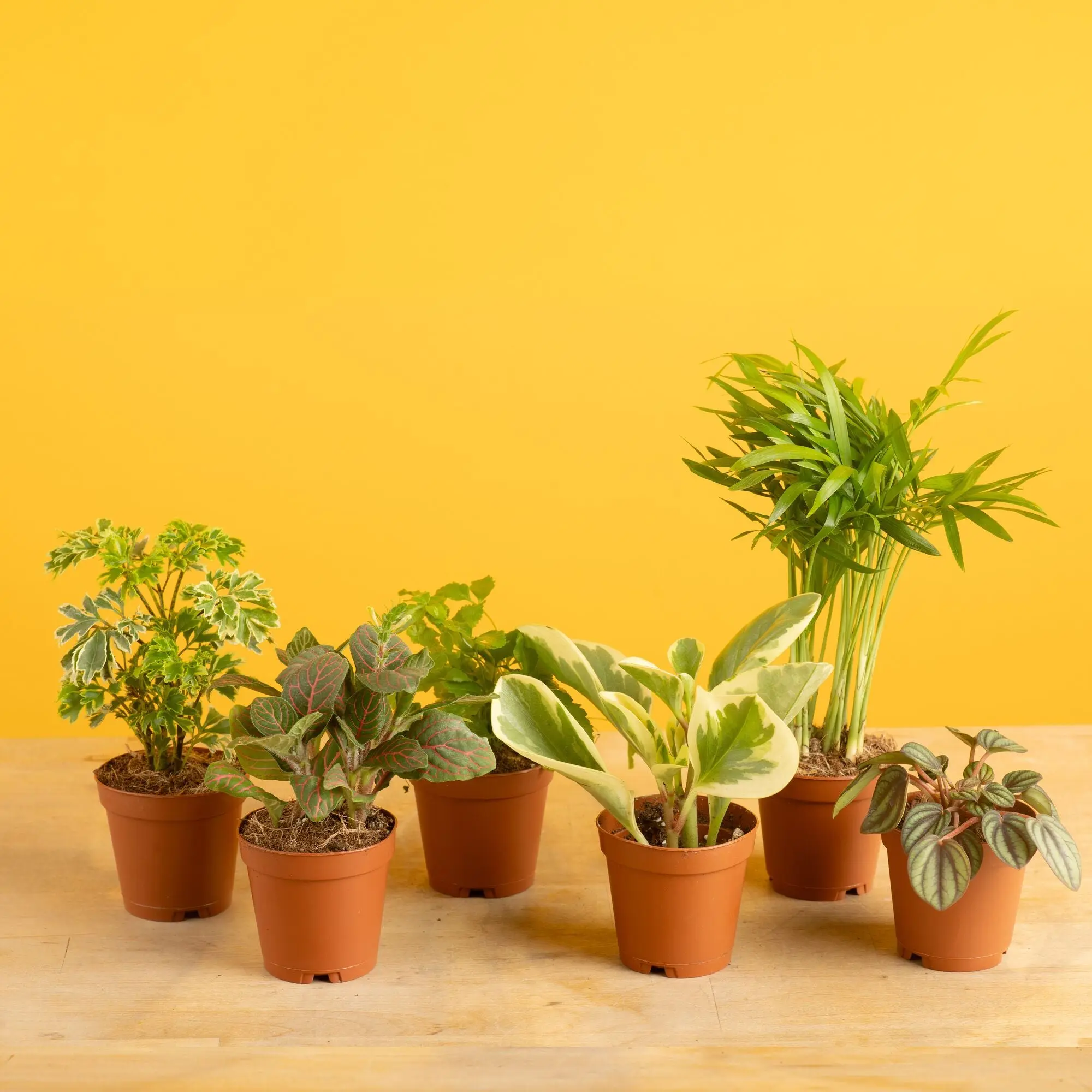 Assorted Foliage | teacup