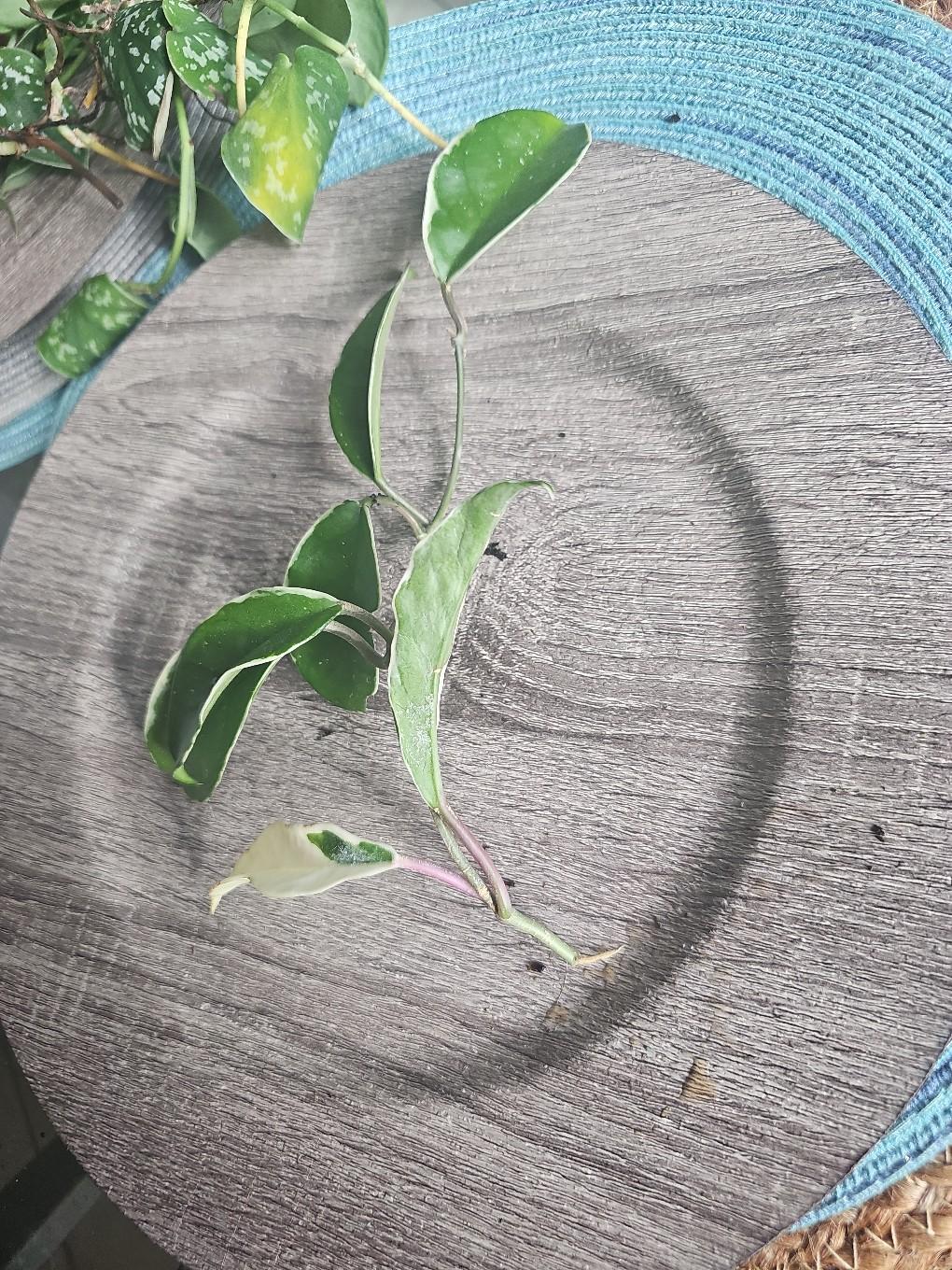 queen hoya - free shipping