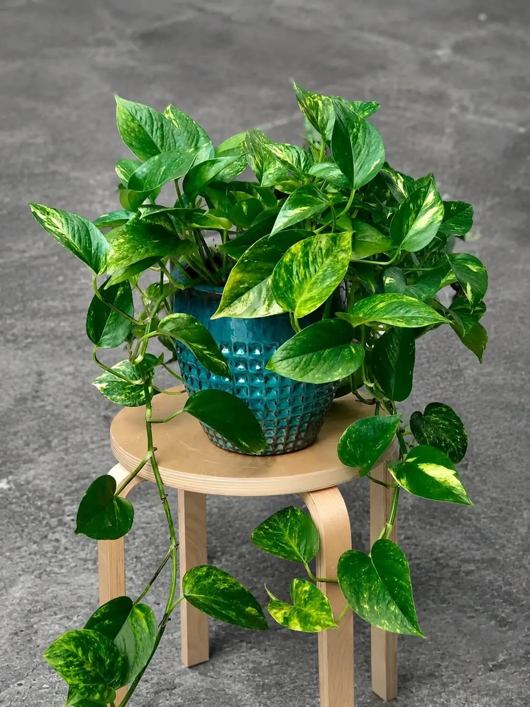 Golden Pothos Live Plant - Epipremnum Aureum - Low Light Indoor Plant - Desk  Shelf Hanging Basket Plant - Air Purifier Plant