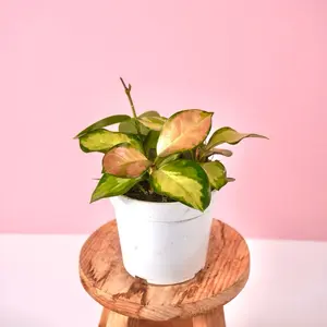 Rare Variegated Hoya “Lisa” - 4” Pot