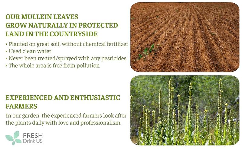 Premium Mullein Leaf Tea Bags For Lung, 100% Natural & Pure from Mullein Leaves. Loose Leaf Mullein Herbal Tea. Made with Natural Material Tea Bags. No Sugar, No Caffeine, No Gluten, Vegan. Mullein cleanse, lung support