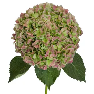 Antique Green Natural Jumbo Hydrangeas