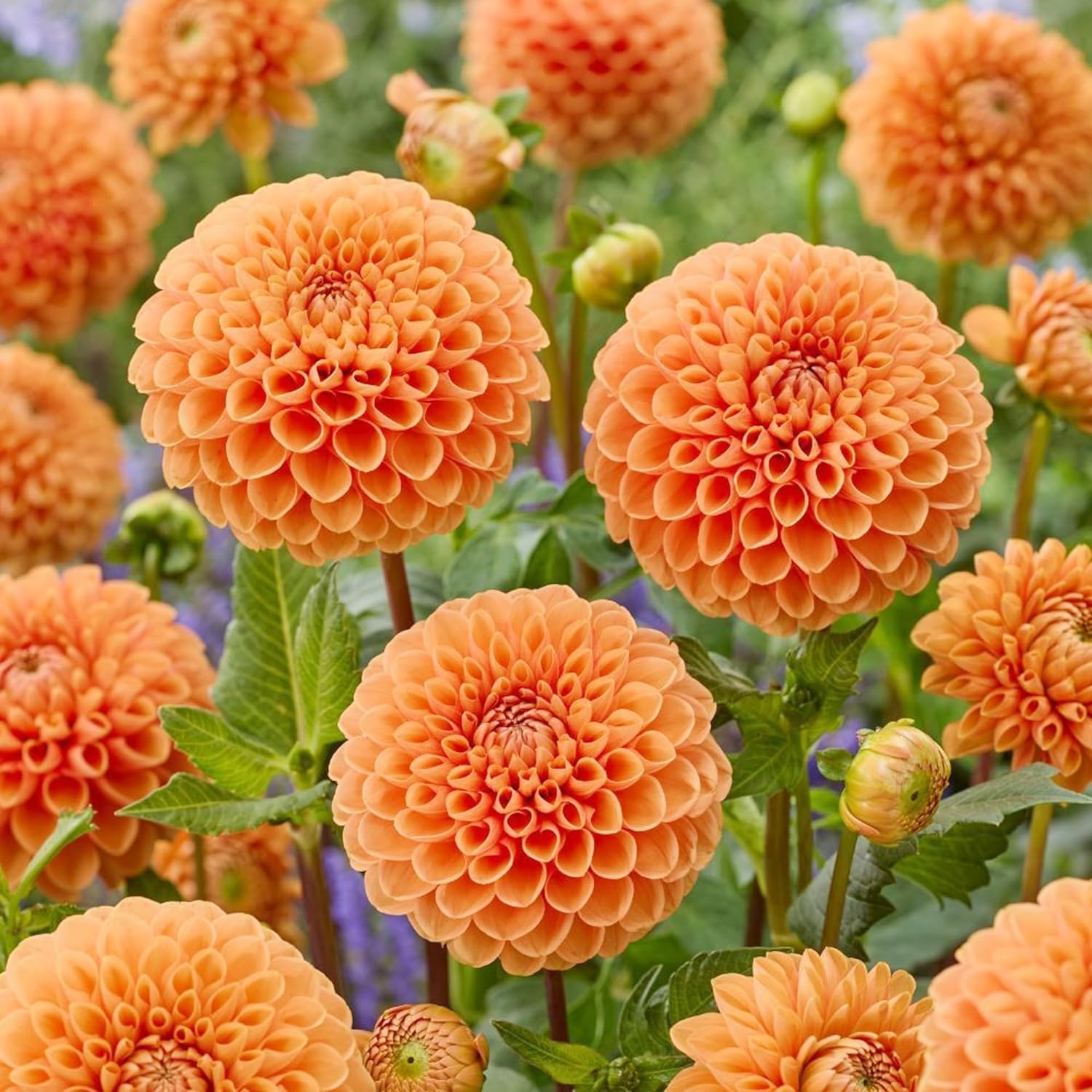 200 Dahlia Flower Seeds for Planting- Non-GMO Heirloom, Multi-Color Pompon Blooms Attract Pollinators, Rapid Outdoor Landscaping