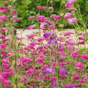 RED ROCKS PENSTEMON 1gal