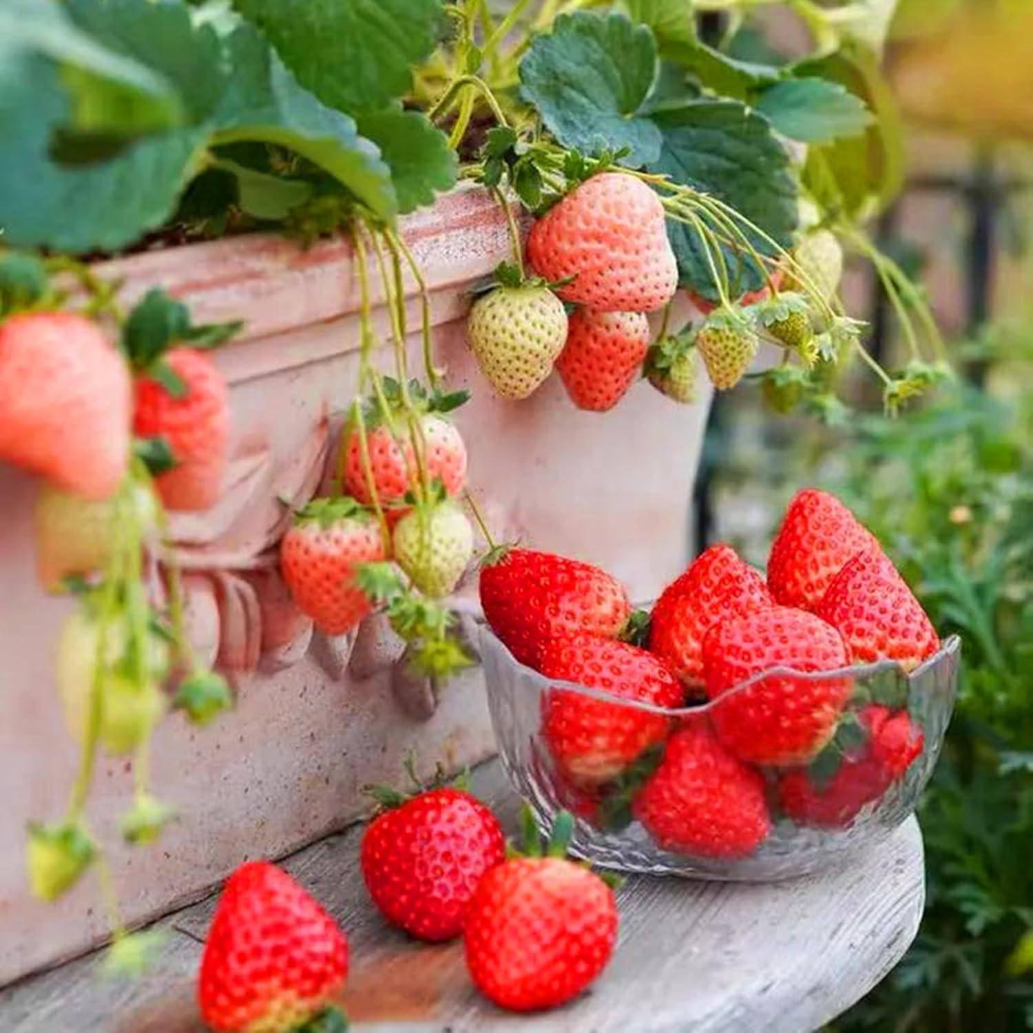 800 pcs  Strawberry Seeds - Perennial  Outdoor Indoor Giant Fresh Berry Seeds