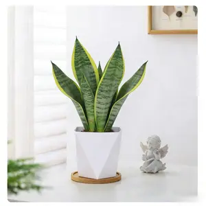 Snake Plant Live Indoor Plant – Easy Care Sansevieria Houseplant for Home & Office Decor