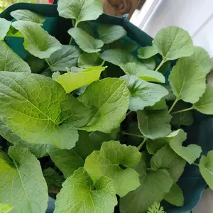 Greater Burdock Seeds (Arctium lappa) Gobo- 0.50 gram