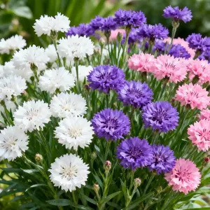 100 Cornflower Seeds – Vibrant Blue Bachelors Button Wildflower Mix, Easy to Grow High Germination Garden Flowers for Backyard & Cottage Style Landscaping(Seeds Only)