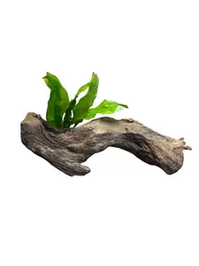 Java Fern on Mopani Wood – Live Aquarium Plant Driftwood, Betta Tank Decor, Shrimp Aquascape Plant