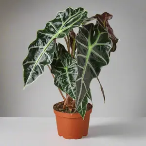 Alien Elegance: Alocasia Polly 'African Mask' - Exotic Indoor Plant with Striking Veined Leaves