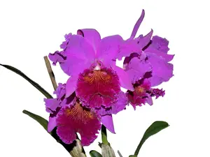Rhyncholaeliocattleya Nakagami Grace