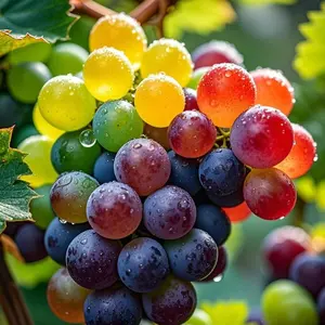 50 Rainbow Grape Seeds for Planting – Colorful Grape Vine Seeds for Backyard Gardens, Trellis Growing, Patio Containers and Home Vineyard Style Planting – Seeds Only, Not Live Plants