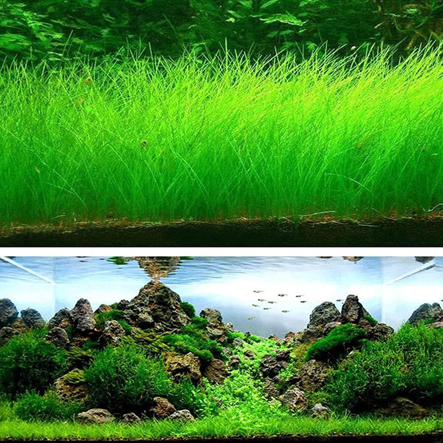 Water Dancer 5000pcs Aquarium Grass Plant Seeds Water Grasses Random Dwarf Aquatic Plant Grass Seeds Indoor Plant Seeds Oxygenating Weed Live Pond Plant Seeds,Fish Aquatic Decor
