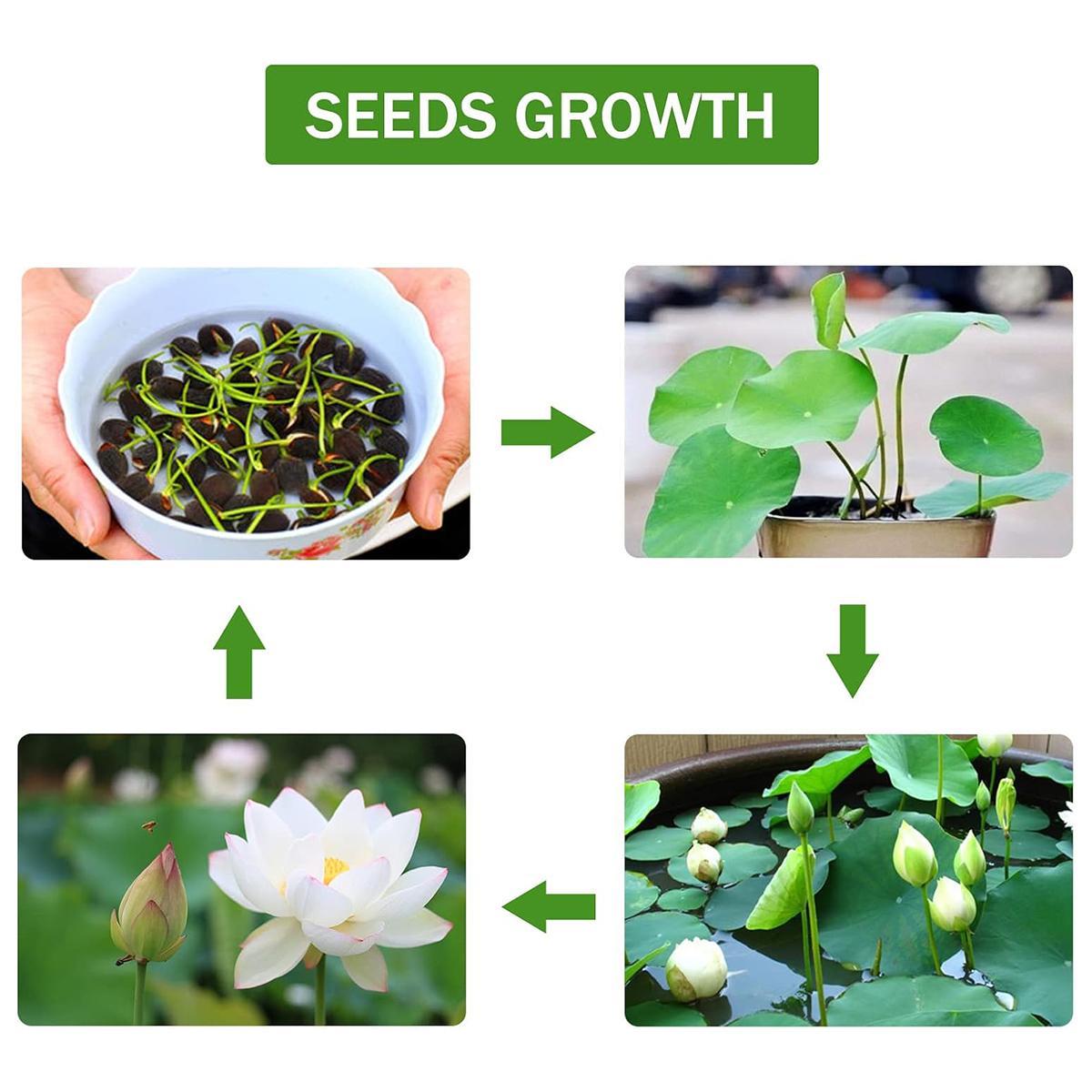 【Buy 20 get 10 Free】30 lotus seeds Potted lotus seeds, water lilies, open pond aquatic plant species, non-GMO home garden plant seeds, mixed colors 【Buy 20 get 10 Free】30 lotus seeds Potted lotus seeds, water lilies, open pond aquatic plant species, non-GMO home garden plant seeds, mixed colors
