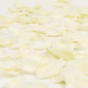 White Rose Petals