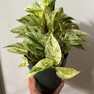 Marble queen Pothos Pole 7" - Live Tropical House Plant with Unique Leaves for Indoor Home Decoration - Fruit