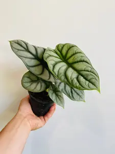 Alocasia Baginda 'Silver Dragon' - Jewel Alocasia - 4" Pot