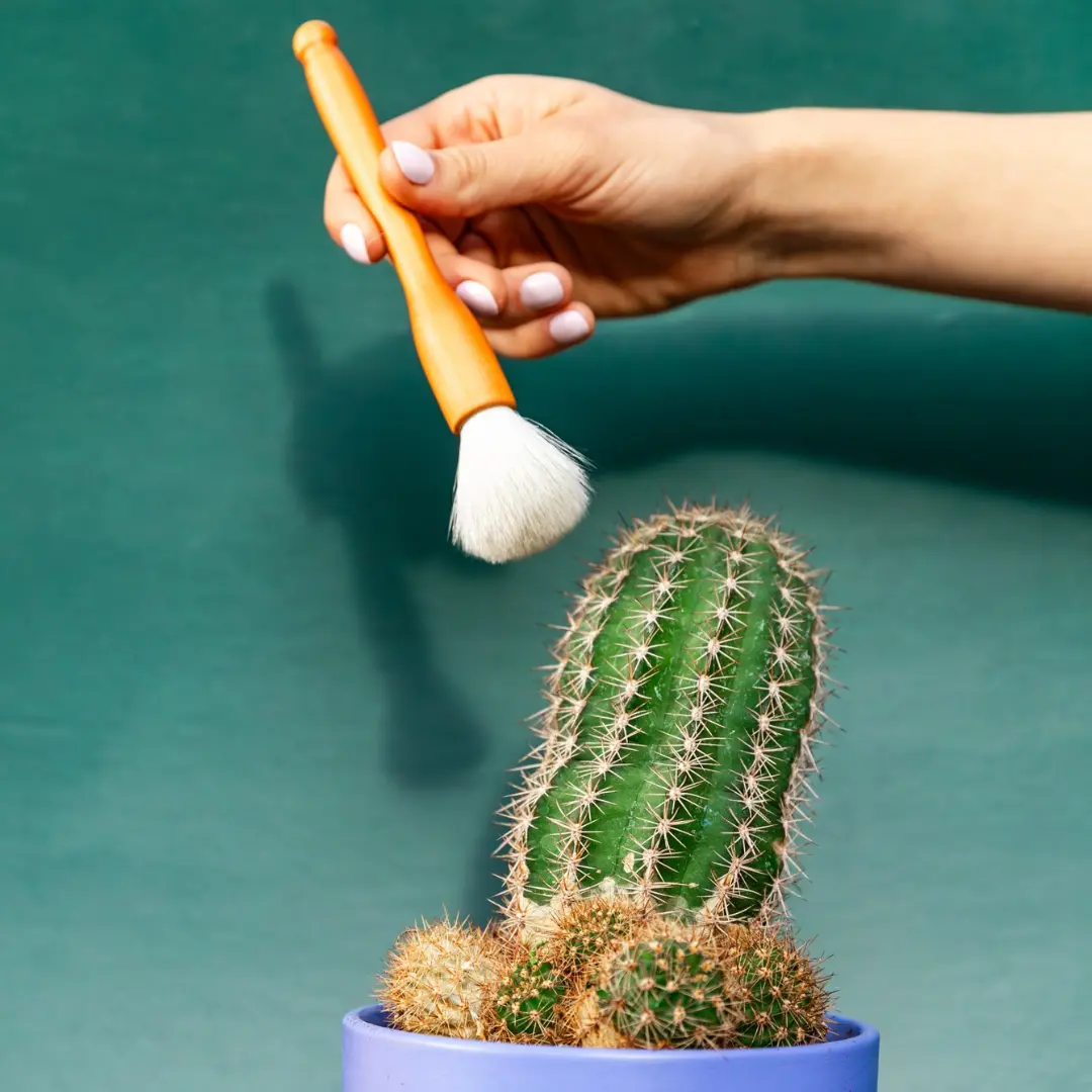 Southside Plant Cactus & Succulent Plants Cleaning Brushes - Wooden Handles with Soft Goat Hair Bristles - 7" & 3.2" Sizes - Pack of 2 for Garden Cleaning