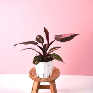 Philodendron Pink Princess - 4” Pot