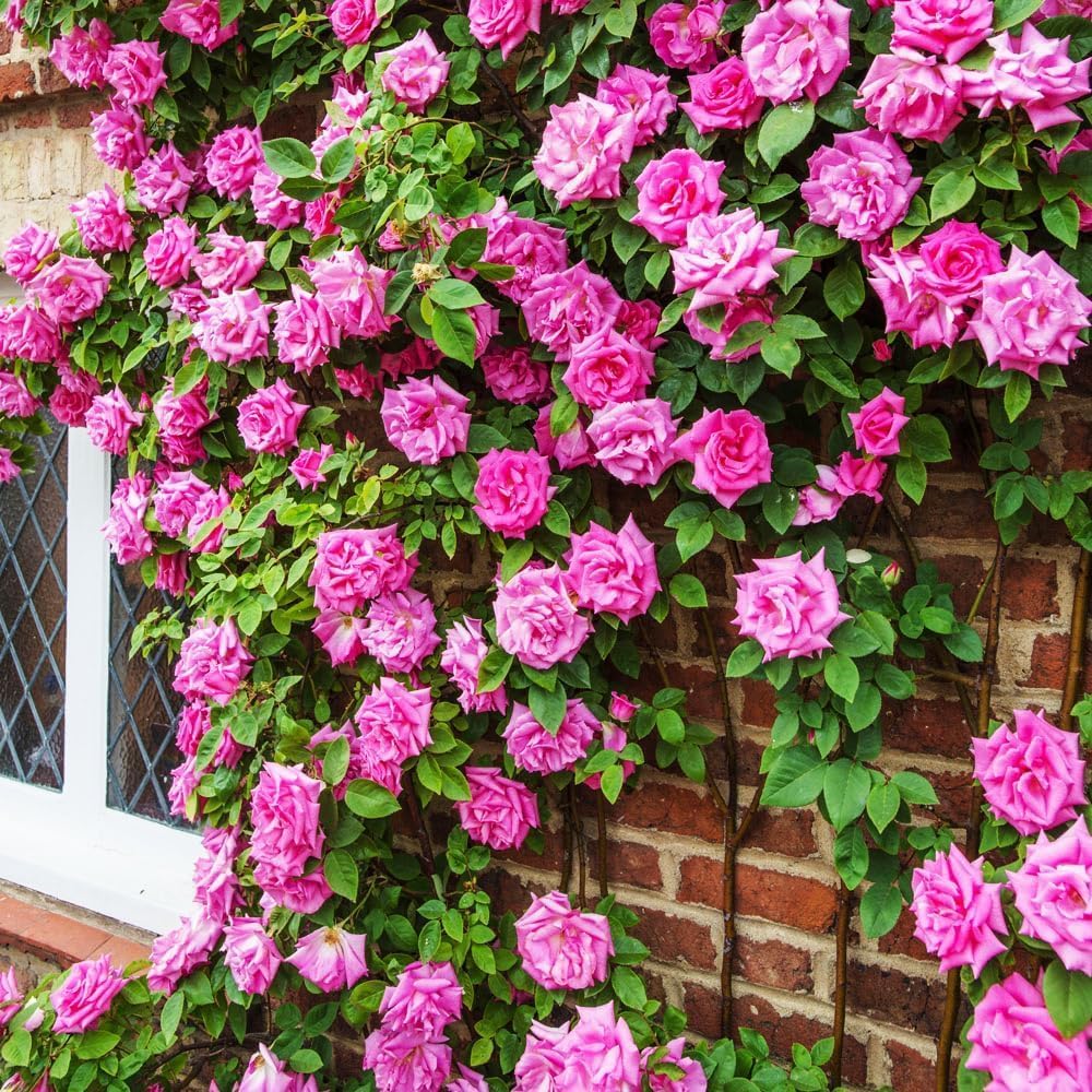 200 Pcs Multi-Color Climbing Rose Seeds for Planting Outdoors - Easy to Grow Perennial Flower Seeds, Beginner-Friendly Beautiful Rose Garden Kit