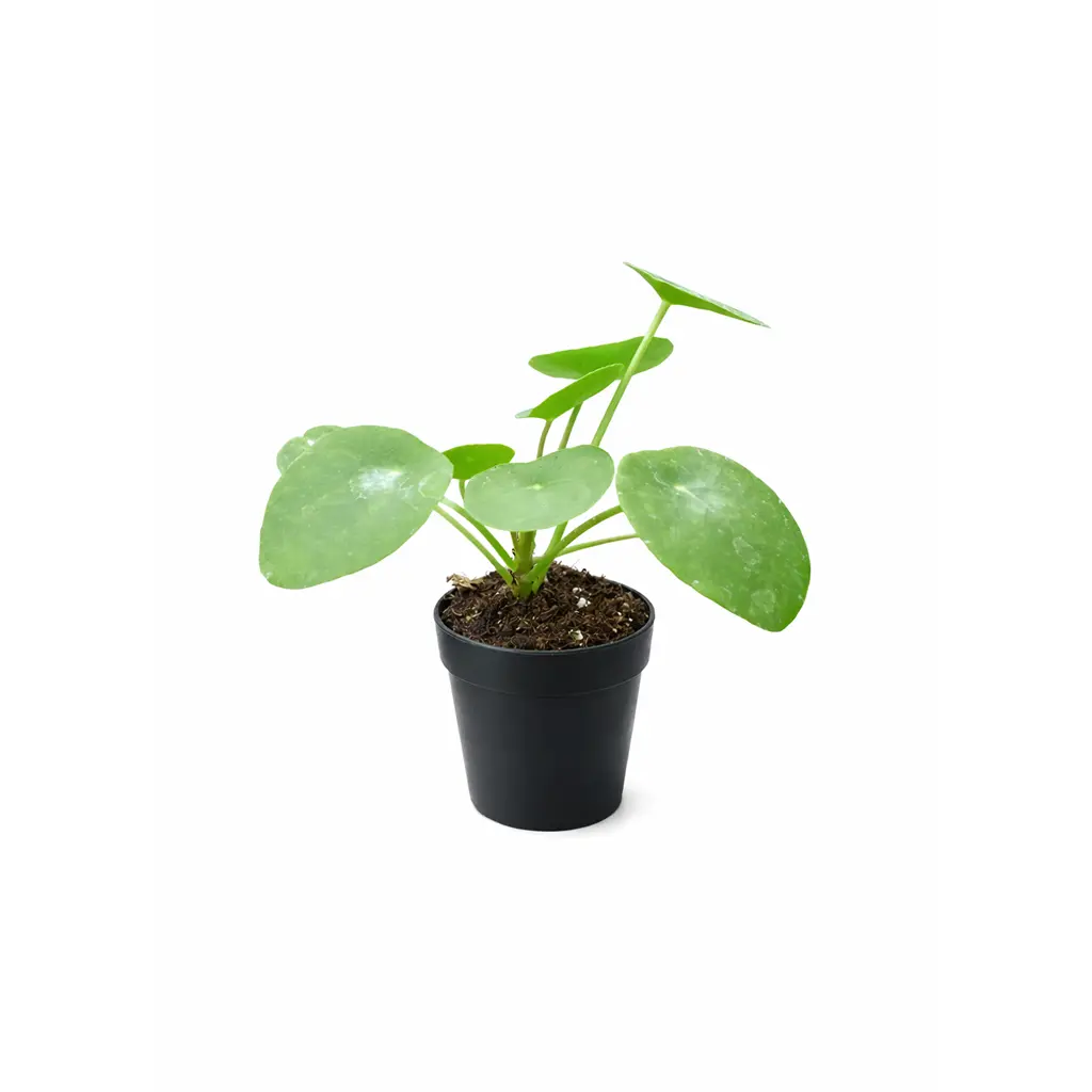 3" Pot