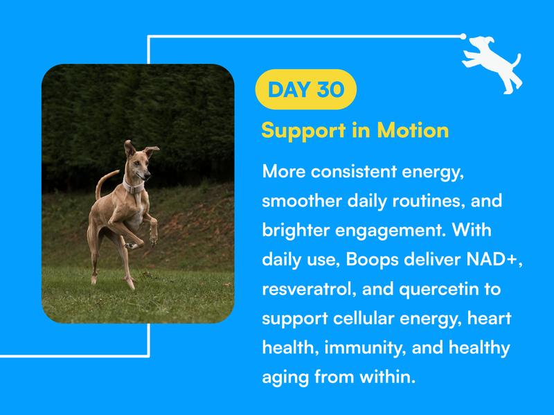 Boops Pets Longevity & Anti-Aging NAD+ Booster Soft Chews - 90 soft chews - Nicotinamide Riboside, Quercetin, Resveratrol - Made in the USA with Real Pasture-Raised Chicken and Real Wholefood Ingredients