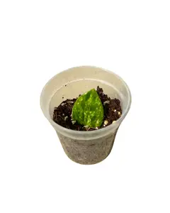 2" Variegated ZZ Single Leaf – Zamioculcas Zamiifolia Variegata – Live Plant