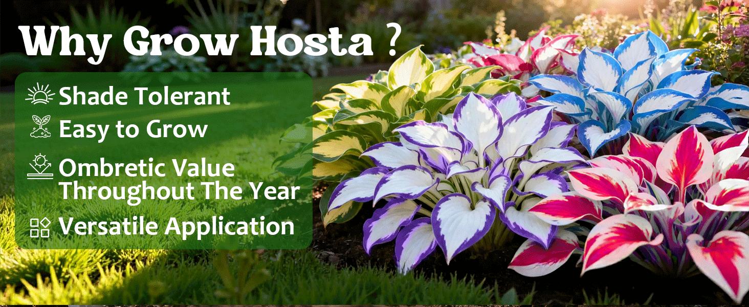 Hosta Seeds – Perennial Shade Plant for Garden and Yard Plant Seeds Rare Hosta Flower Seeds for Perennial Shade Garden Ornamental Foliage for Landscaping Outdoor Easy To Grow Hummingbird Attractors Family Activity