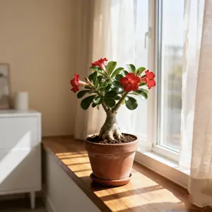 Desert Rose Live Plant Adenium Obesum - Drought Tolerant Low Maintenance Succulent for Indoor Outdoor Bright Sunlit Patio Garden Decor