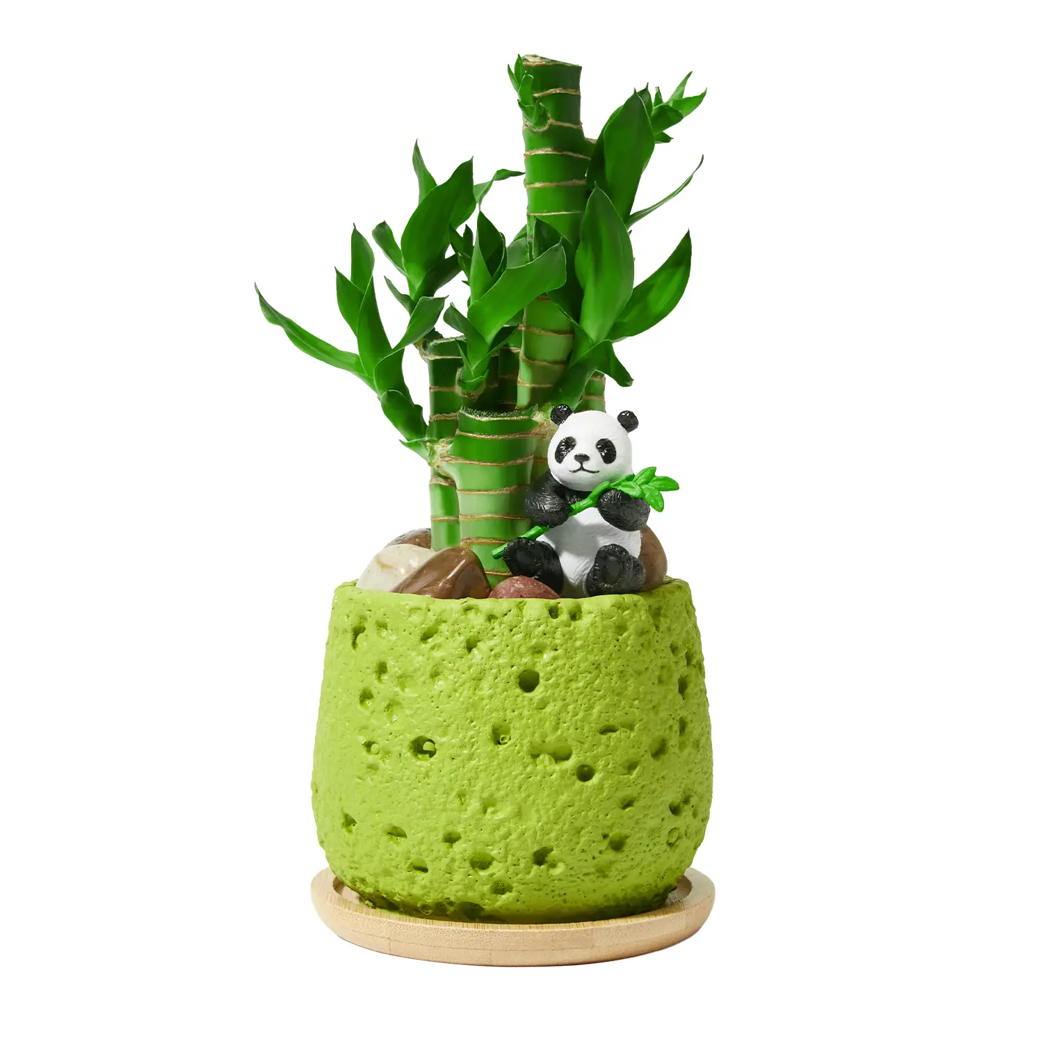 5 Stalks Lucky Bamboo Plants Indoor Live - Multi-Height Set  for Good Luck & Prosperity - Easy Care Houseplant, Home Office Decor Gift Ready