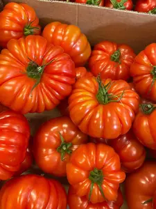 Fast Growing Super Sweet Tomato Seeds 103pcs Heirloom Variety Indoor Outdoor Garden Spring Planting Home Sowing High Yield Tasty Easy Grow Tomatoes