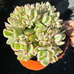 Crassula Variegated Money Maker 6 inch pot Plant