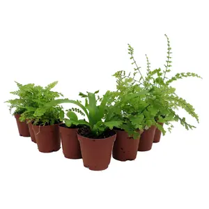 Mini Ferns for Terrariums/Fairy Garden - 8 Different Plants - 2" Pots