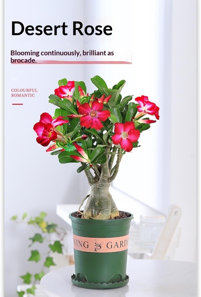 Desert Rose Live Plant Adenium Obesum - Drought Tolerant Low Maintenance Succulent for Indoor Outdoor Bright Sunlit Patio Garden Decor