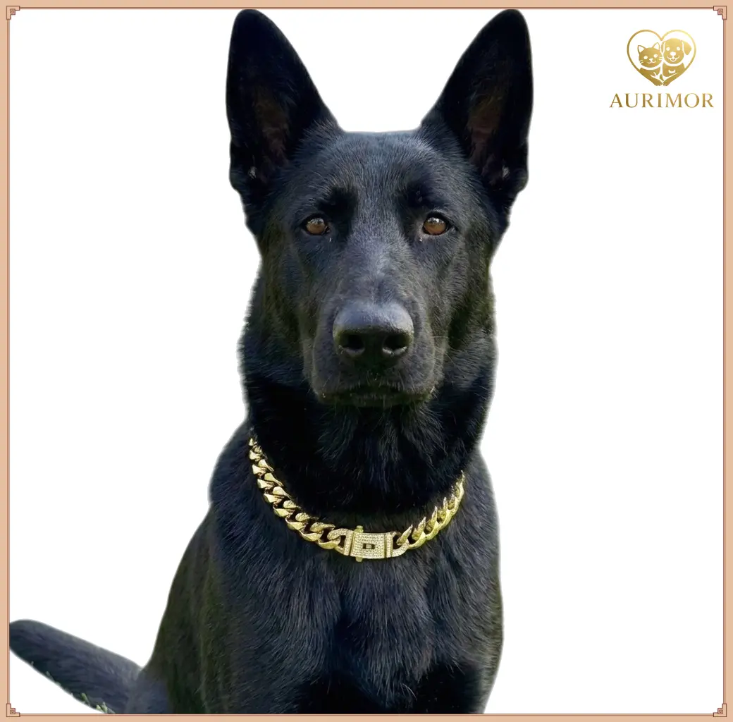 pitbull with gold chain - TikTok Shop