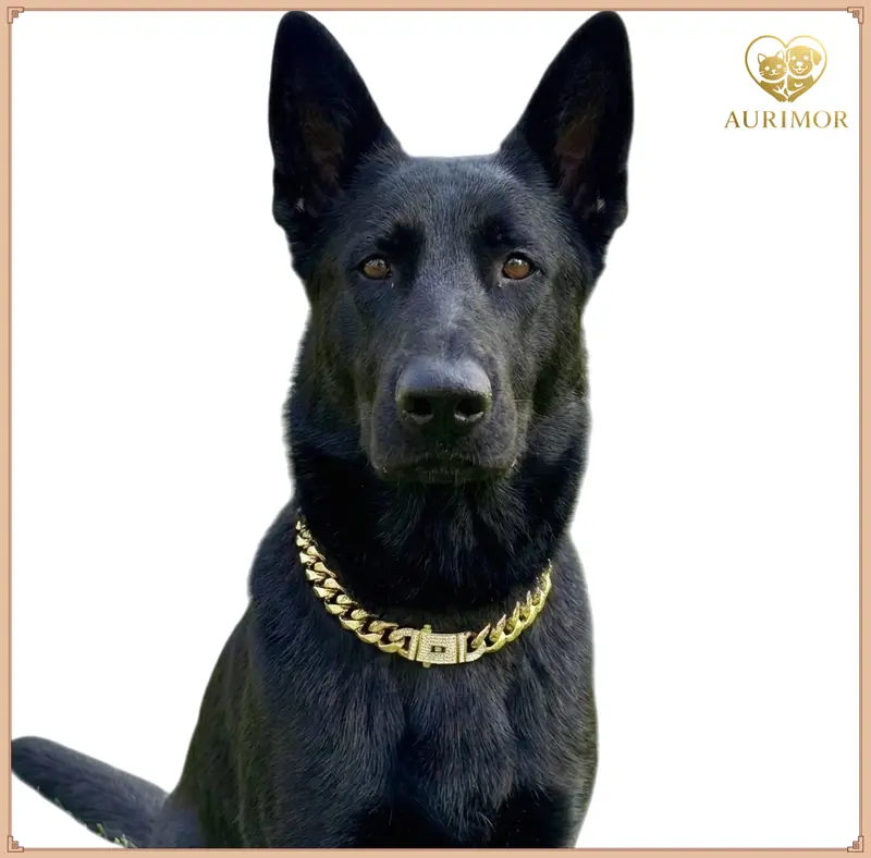Gold rottweiler chain collar - TikTok Shop