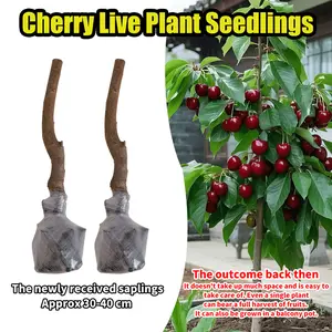 Heirloom Non-GMO Cherry Live Saplings – Compact Starter Fruit Trees for Yards, Containers, and Home Orchards