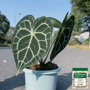 Anthurium Crystallinum seed| Green Live House Plant seed for Indoors|Rare and Exotic Indoor Plants seed for Living Room|Anthuriums seed Live Plants |Crystallinum House Plant seed