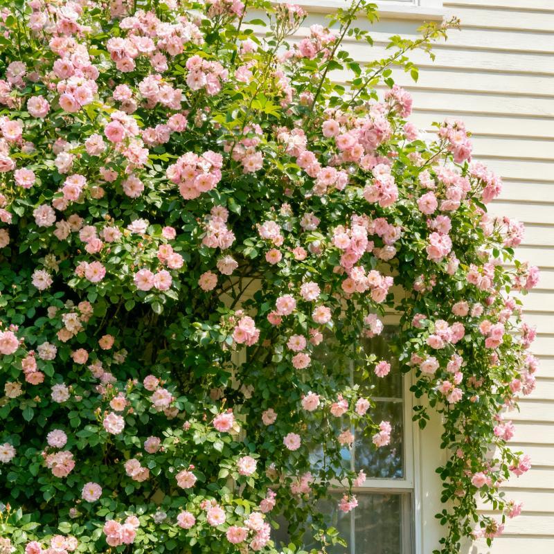 Mixed Climbing Rose Seeds (200-1000 seeds) - Heirloom  for the home garden, non-GMO,  beautiful perennial flowers